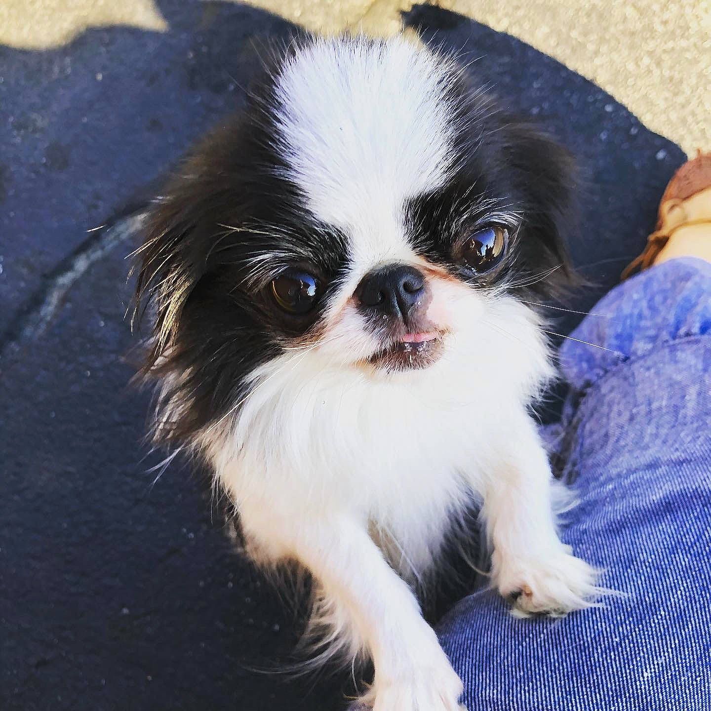 Lady joined the competition — help win amazing prizes! canidae, carnivore, companion_dog, dog, dog_breed, fur, iris, non_sporting_group, puppy, skin, snout, terrestrial_animal, toy_dog, vertebrate, whiskers, working_animal