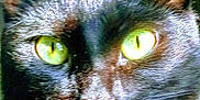 Banther joined the competition — help win amazing prizes! alert, animal, black_cat, cat, close_up, closeup, collar, cute, domestic_cat, ears, face, feline, fur, green_eyes, indoor, looking, pet, portrait, red_collar, whiskers