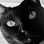 Banther joined the competition — help win amazing prizes! animal, black_and_white, black_cat, cat, close_up, cute, domestic_animal, eyes, face, feline, focus, fur, head, indoor, moody, mystery, pet, portrait, texture, whiskers