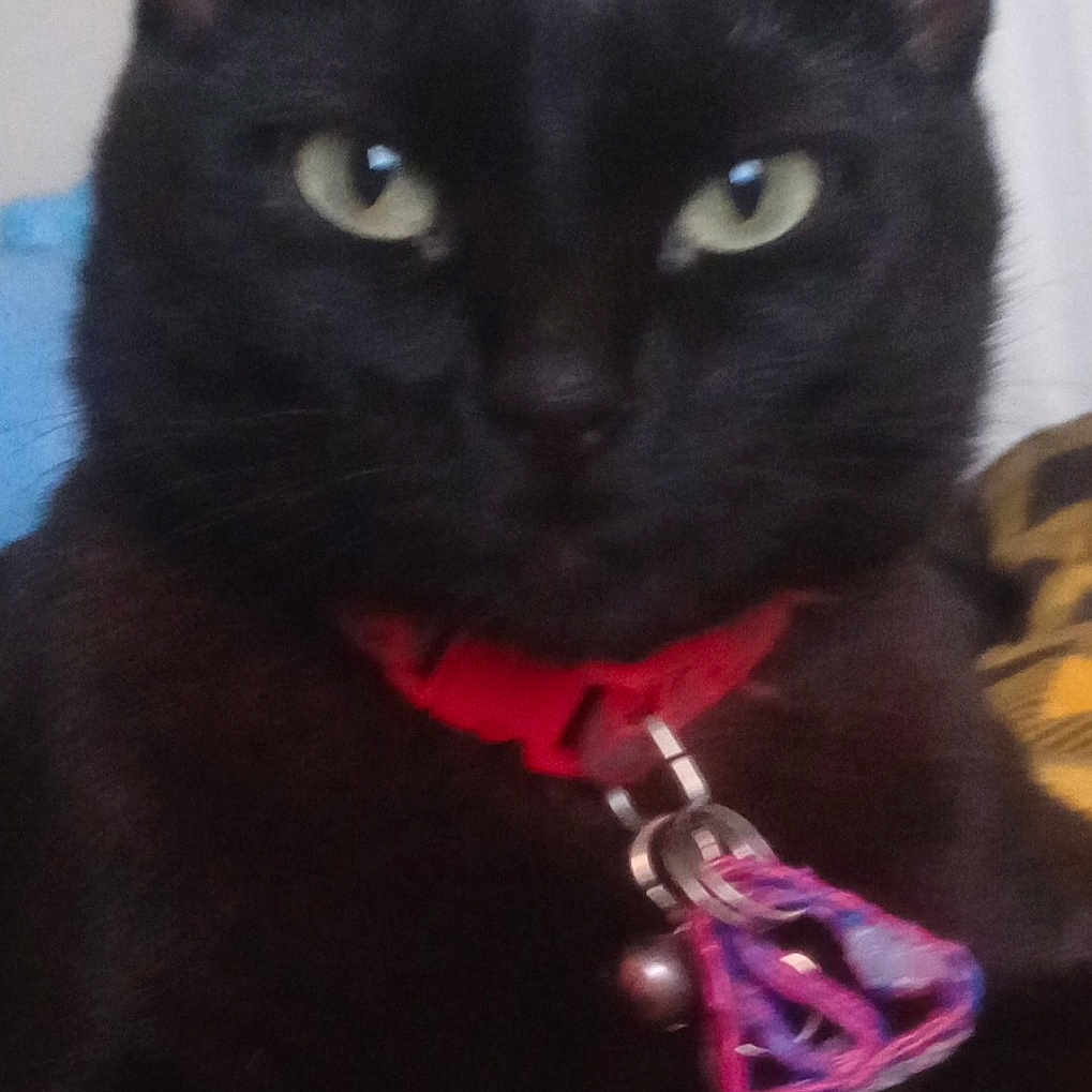 Banther is registered to the contest to win money with this photo: animal, black_cat, cat, charm, close_up, collar, cute, domestic_animal, ears, face, feline, fur, green_eyes, indoor, pet, pet_accessory, portrait, resting, soft_background, whiskers