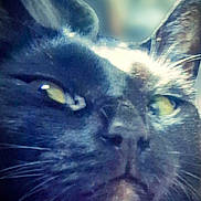 Banther joined the competition — help win amazing prizes! animal, black_cat, blurred_background, cat, close_up, cute, domestic_cat, ears, face, feline, fur, indoor, muzzle, nose, pet, portrait, soft_light, whiskers, yellow_eyes
