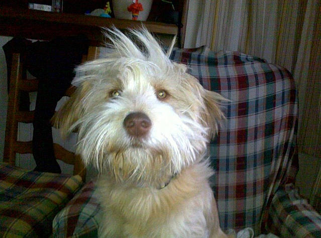 Guiness participe au concours pour gagner de l'argent avec cette photo : biewer_terrier, canidae, carnivore, chinese_imperial_dog, companion_dog, dog, dog_breed, havanese, kyi_leo, lowchen, maltepoo, maltese, mammal, shih_tzu, small_terrier, sporting_lucas_terrier, terrier, tibetan_terrier, vertebrate, west_highland_white_terrier