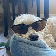 Mochi joined the competition — help win amazing prizes! dog, white_dog, sunglasses, pet, indoor, cushion, relaxed, fluffy, nose, wooden_floor, table_legs, resting, cozy, animal, companion, cute, sleepy, soft_texture, domestic, funny