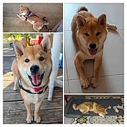 Stella participe au concours pour gagner de l'argent avec cette photo : dog, shiba_inu, pet, smiling, happy, tongue_out, laying_down, floor, wooden_floor, tile_floor, dog_bed, toy, collage, outdoor, indoor, fur, ears, tail, leash, harness