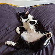 Zorro a rejoint le concours — aidez-le/la à gagner de superbes lots ! cat, black_and_white, pet, animal, lying_down, belly_up, paws, paw_pads, whiskers, ears, tail, fur, bed, bedding, blanket, bedroom, indoors, relaxed, sleepy, funny_pose