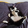 cat, black_and_white, pet, animal, lying_down, belly_up, paws, paw_pads, whiskers, ears, tail, fur, bed, bedding, blanket, bedroom, indoors, relaxed, sleepy, funny_pose
