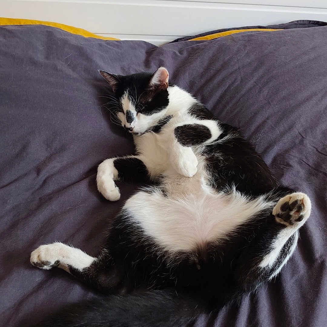 Zorro