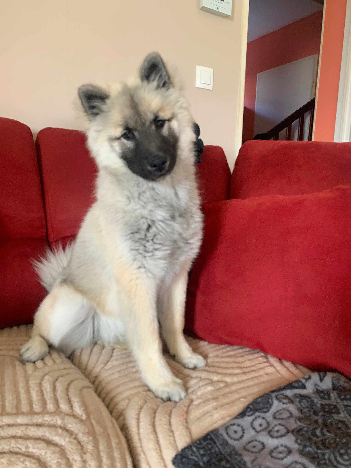 Vanille a rejoint le concours — aidez-le/la à gagner de superbes lots ! dog, fluffy, sitting, couch, blanket, indoors, pet, curious, head_tilt, red_couch, fur, tail, ears, animal, cozy, home, comfort, portrait, canine, domestic