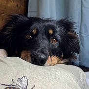 Stitches is registered to the contest to win money with this photo: dog, close_up, resting, black_and_tan, indoor, pillow, butterfly, expression, animal, pet, fur, ears, nose, eyes, cozy, relaxed, portrait, home, soft_light, cute