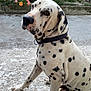 Doc a rejoint le concours — aidez-le/la à gagner de superbes lots ! dalmatian, dog, pet, animal, sitting, outdoor, garden, flowers, roses, collar, concrete, patio, sunlight, daylight, fence, plant, nature, leisure, domestic, canine