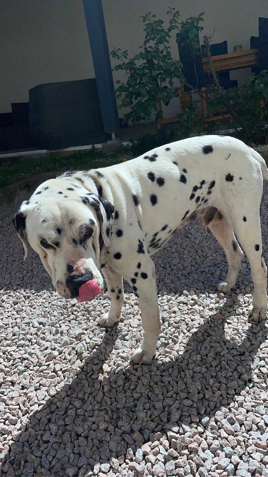 Doc a rejoint le concours — aidez-le/la à gagner de superbes lots ! dog, dalmatian, spots, tongue, gravel, shadow, outdoor, sunlight, pet, animal, fur, ears, nose, tail, greenery, plant, chair, table, daytime, backyard