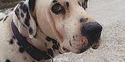 Doc a rejoint le concours — aidez-le/la à gagner de superbes lots ! dalmatian, dog, animal, pet, outdoor, garden, flowers, collar, white, black_spots, concrete, fence, plant, nature, canine, closeup, side_view, fur, ears, snout
