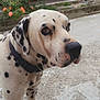 dalmatian, dog, animal, pet, outdoor, garden, flowers, collar, white, black_spots, concrete, fence, plant, nature, canine, closeup, side_view, fur, ears, snout