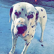 Doc a rejoint le concours — aidez-le/la à gagner de superbes lots ! dog, dalmatian, pet, animal, spotted, outdoor, concrete, flower, plant, hot_tub, curious, close_up, paw, fur, canine, domestic_animal, daylight, looking, ground, human_knee