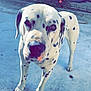 dog, dalmatian, pet, animal, spotted, outdoor, concrete, flower, plant, hot_tub, curious, close_up, paw, fur, canine, domestic_animal, daylight, looking, ground, human_knee