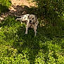 animal, canine, dalmatian, daylight, dog, garden, grass, greenery, laying_down, leafy_bush, nature, outdoor, peaceful, pet, relaxing, resting, shade, spotted, summer, sunlight