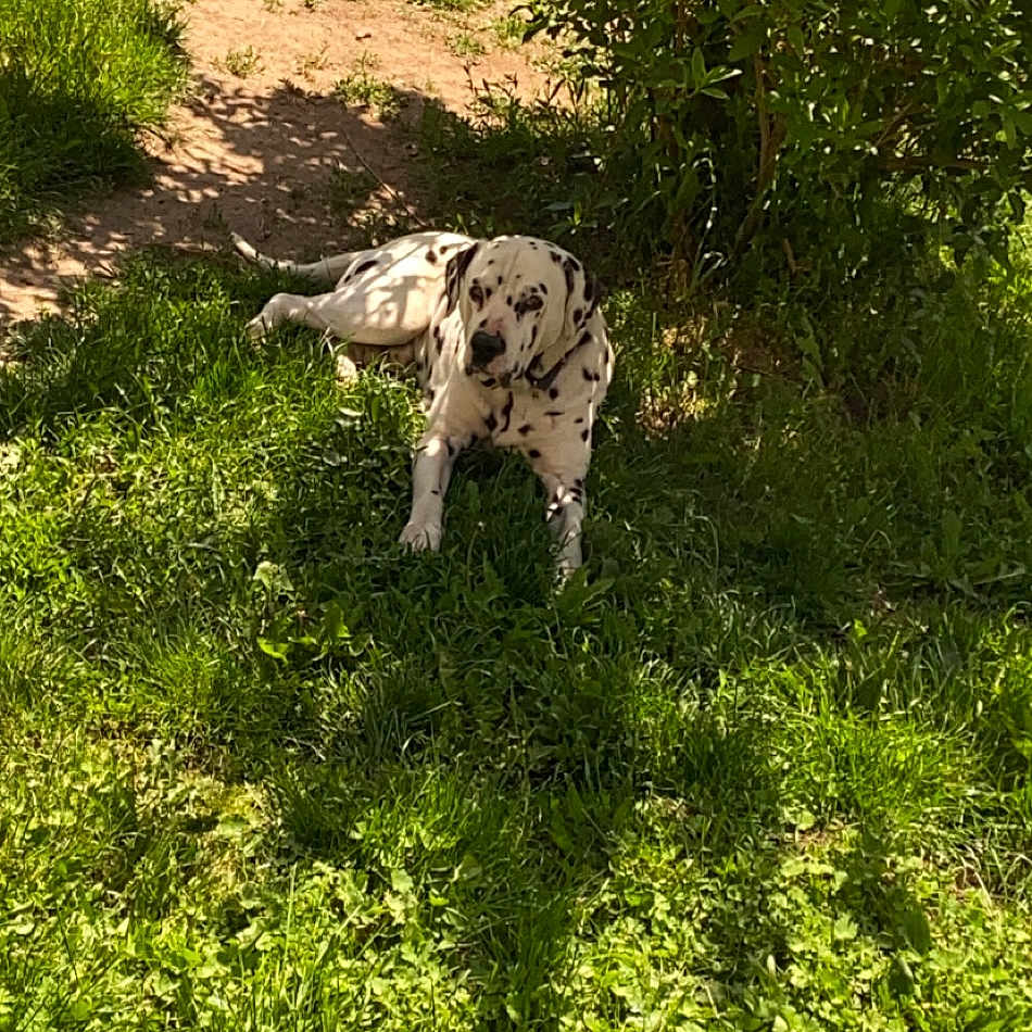 Doc participe au concours pour gagner de l'argent avec cette photo : animal, canine, dalmatian, daylight, dog, garden, grass, greenery, laying_down, leafy_bush, nature, outdoor, peaceful, pet, relaxing, resting, shade, spotted, summer, sunlight