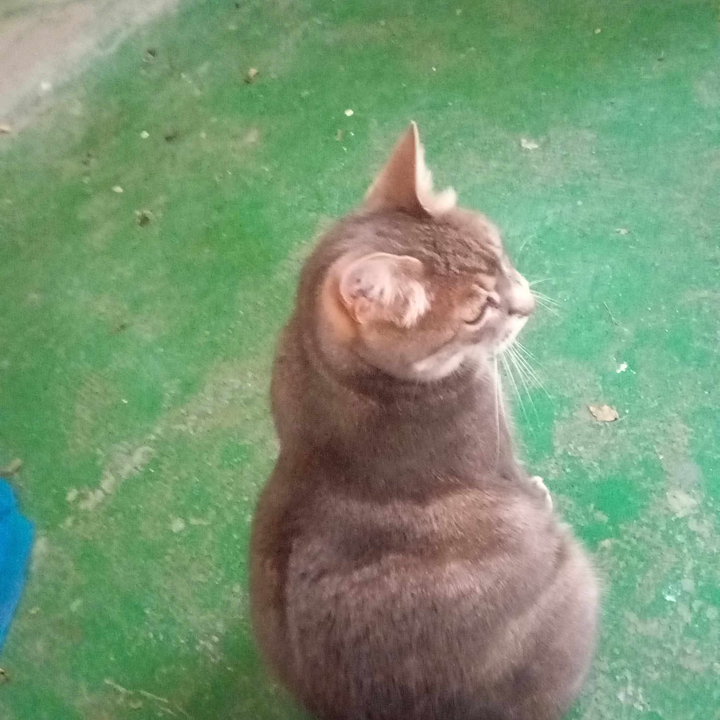 Pimkie