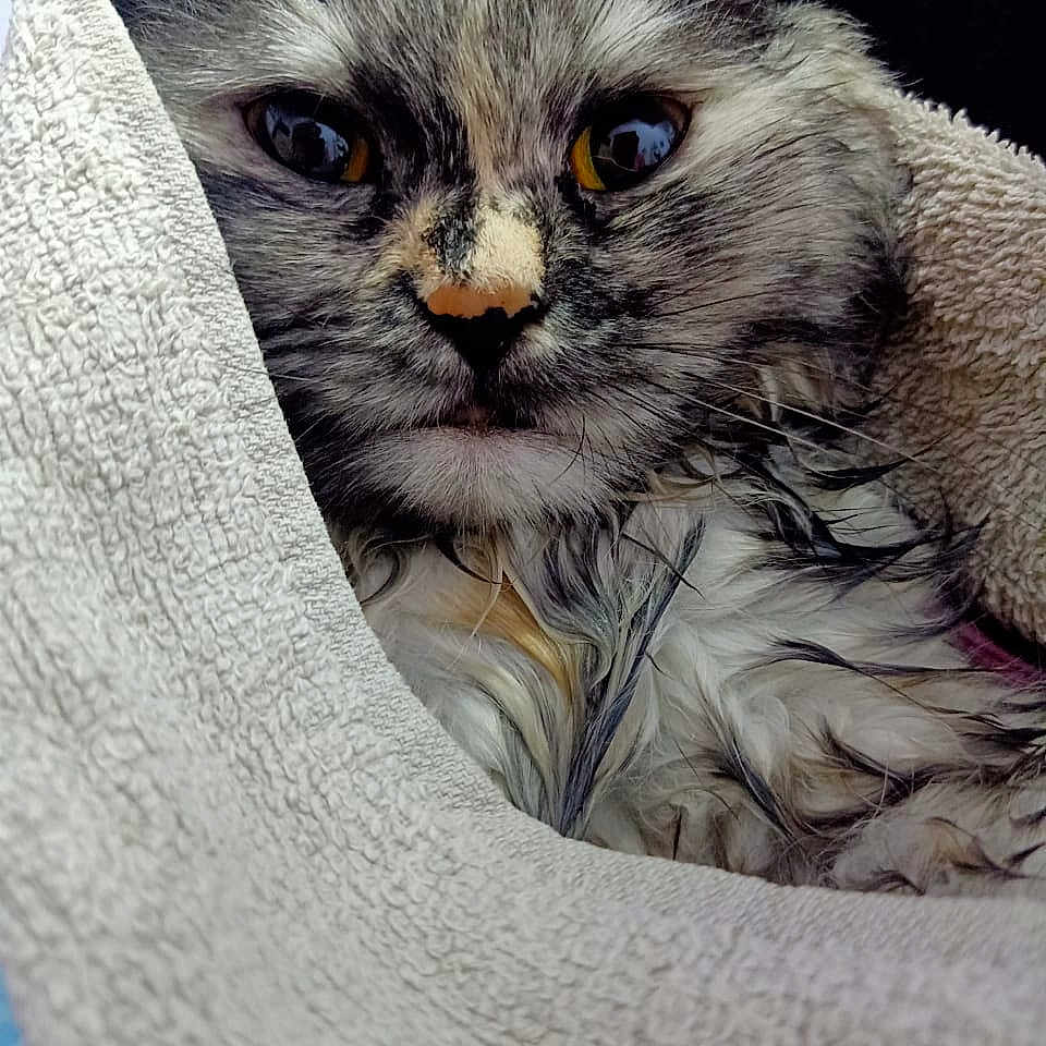 Sushi is registered to the contest to win money with this photo: angora, animal, blanket, cat, couch, cushion, face, furniture, head, homedecor, indoors, kitten, linen, manx, person, pet, photography, portrait, quilt, towel