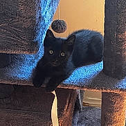 Mazikeen is registered to the contest to win money with this photo: black_kitten, cat, cat_tree, pom_pom, ribbon, indoor, pet, feline, curious, animal, fur, whiskers, ears, playful, resting, close_up, soft_light, shadow, texture, home