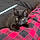 Mazikeen