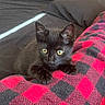 Mazikeen joined the competition — help win amazing prizes! kitten, cat, black_cat, pet, animal, feline, cute, yellow_eyes, blanket, red_and_black, checkered_pattern, cozy, indoor, soft_texture, fur, whiskers, alert, young, resting, close_up