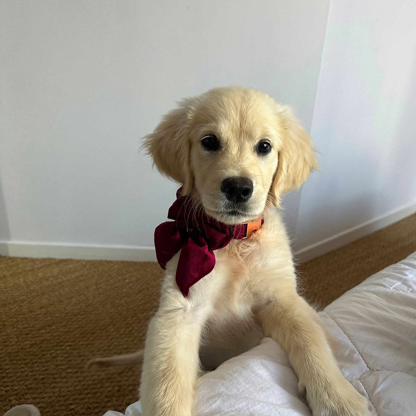 Vaïa participe au concours pour gagner de l'argent avec cette photo : animal, bed, bedroom, canine, cockerspaniel, couch, cushion, dog, eskimodog, furniture, goldenretriever, hound, indoors, labradorretriever, pet, poodle, puppy, room, terrier, whitedog