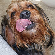 Doby is registered to the contest to win money with this photo: animal, black, brown, carpet, close_up, cute, dog, ears, expression, friendly, fur, indoor, licking, muzzle, nose, pet, playful, portrait, tongue, whiskers