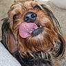 animal, black, brown, carpet, close_up, cute, dog, ears, expression, friendly, fur, indoor, licking, muzzle, nose, pet, playful, portrait, tongue, whiskers