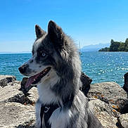 Tara a rejoint le concours — aidez-le/la à gagner de superbes lots ! dog, husky, blue_eyes, fur, rocks, lake, water, outdoor, nature, sky, sunny, pet, canine, portrait, animal, leash, happy, tongue_out, daytime, scenic