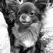 Volga a rejoint le concours — aidez-le/la à gagner de superbes lots ! dog, chihuahua, small_dog, pet, animal, closeup, portrait, fur, ears, nose, whiskers, black_and_white, cute, domestic_animal, indoor, looking, sitting, companion, furry, adorable