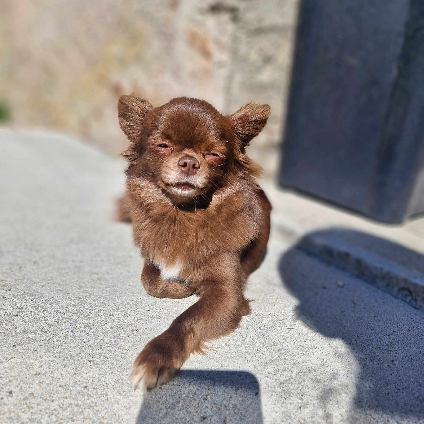 Volga participe au concours pour gagner de l'argent avec cette photo : dog, brown_dog, small_dog, outdoor, sunlight, concrete, relaxed, fluffy, pet, canine, animal, paw, shadow, daylight, closeup, fur, resting, cute, calm, nature