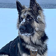 Arthas participe au concours pour gagner de l'argent avec cette photo : dog, german_shepherd, snow, winter, outdoor, animal, pet, fur, portrait, canine, nature, cold, snowflakes, ears, collar, muzzle, brown_eyes, fluffy, alert, landscape