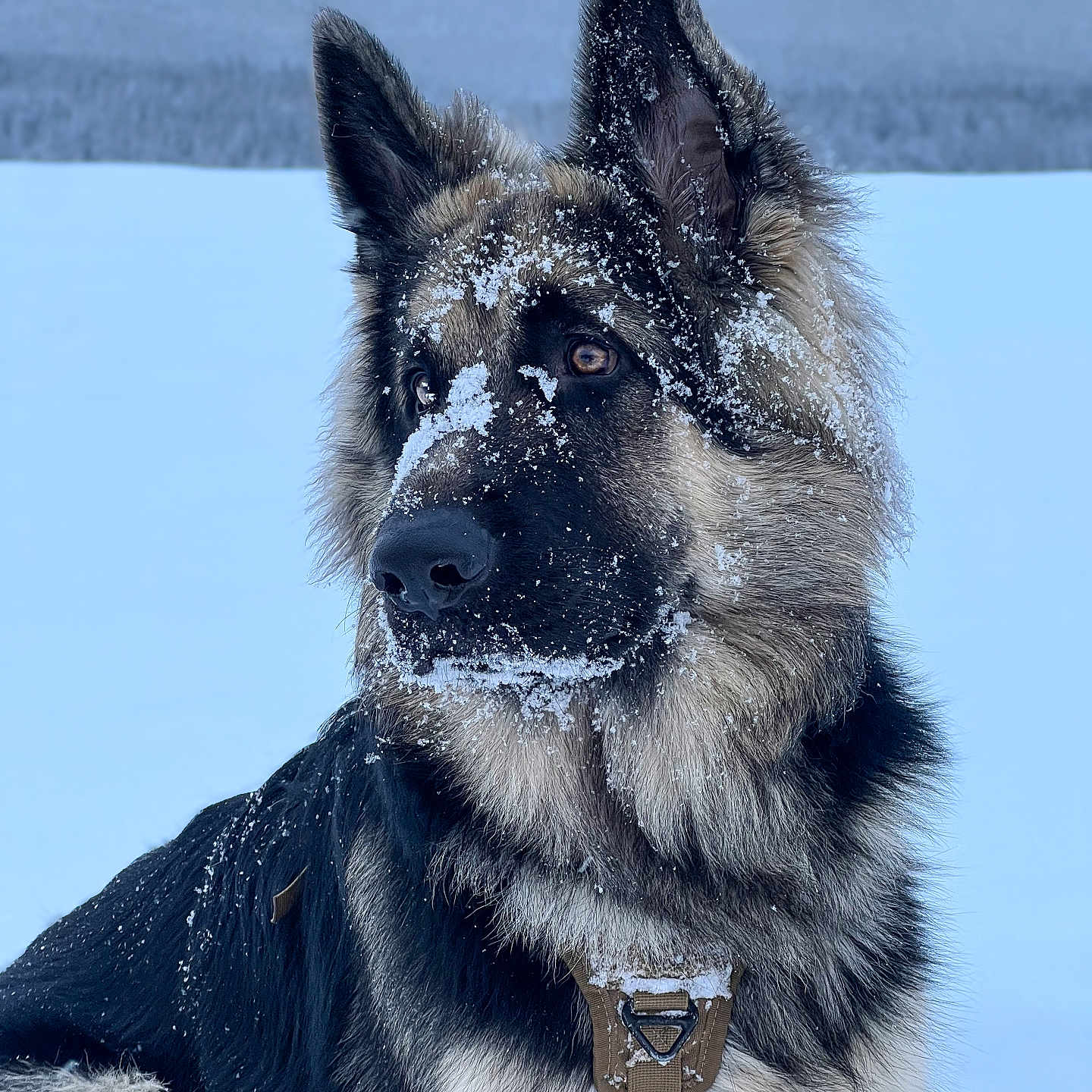 Arthas participe au concours pour gagner de l'argent avec cette photo : alert, animal, brown_eyes, canine, cold, collar, dog, ears, fluffy, fur, german_shepherd, landscape, muzzle, nature, outdoor, pet, portrait, snow, snowflakes, winter