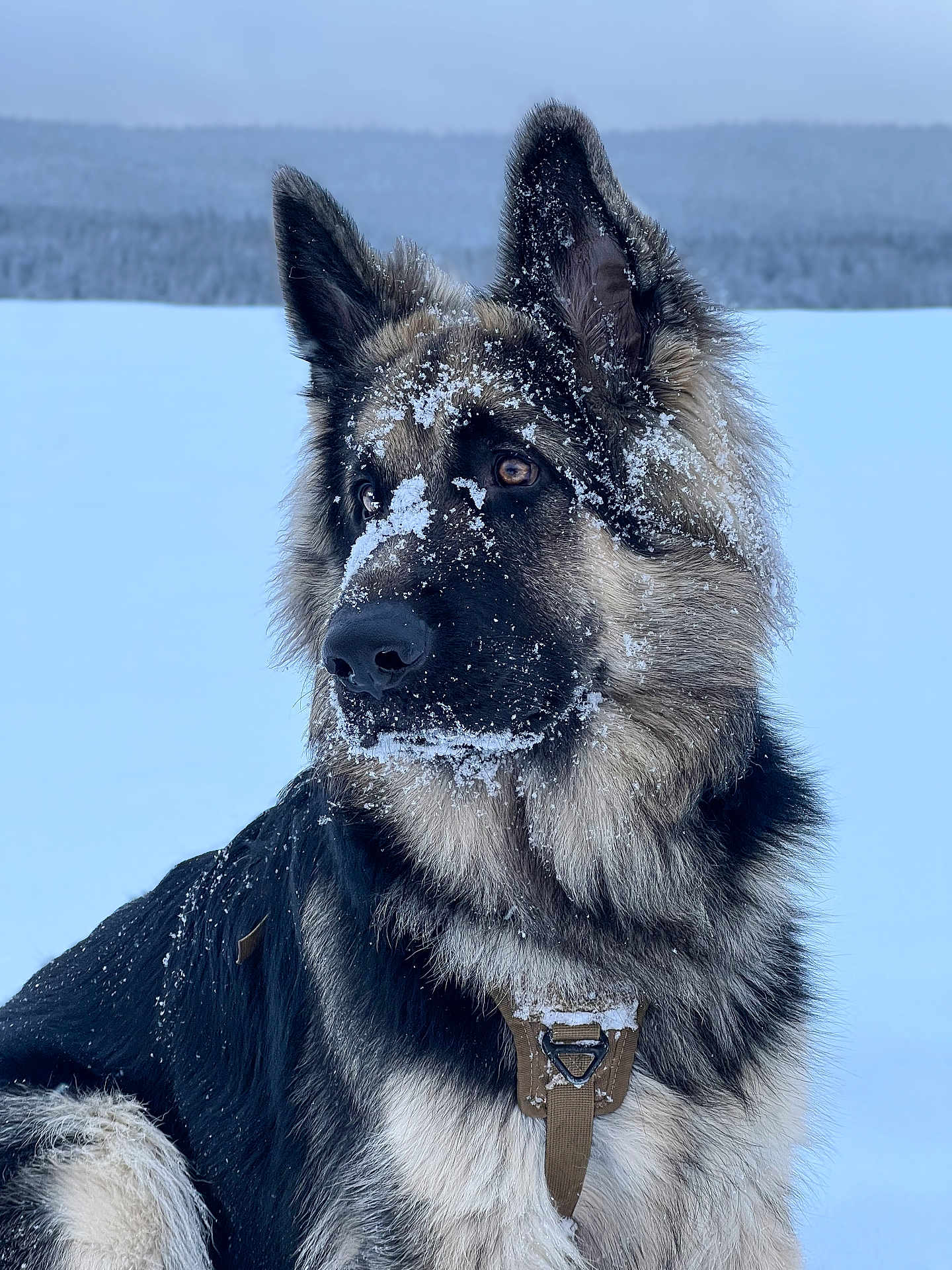 Arthas participe au concours pour gagner de l'argent avec cette photo : dog, german_shepherd, snow, winter, outdoor, animal, pet, fur, portrait, canine, nature, cold, snowflakes, ears, collar, muzzle, brown_eyes, fluffy, alert, landscape