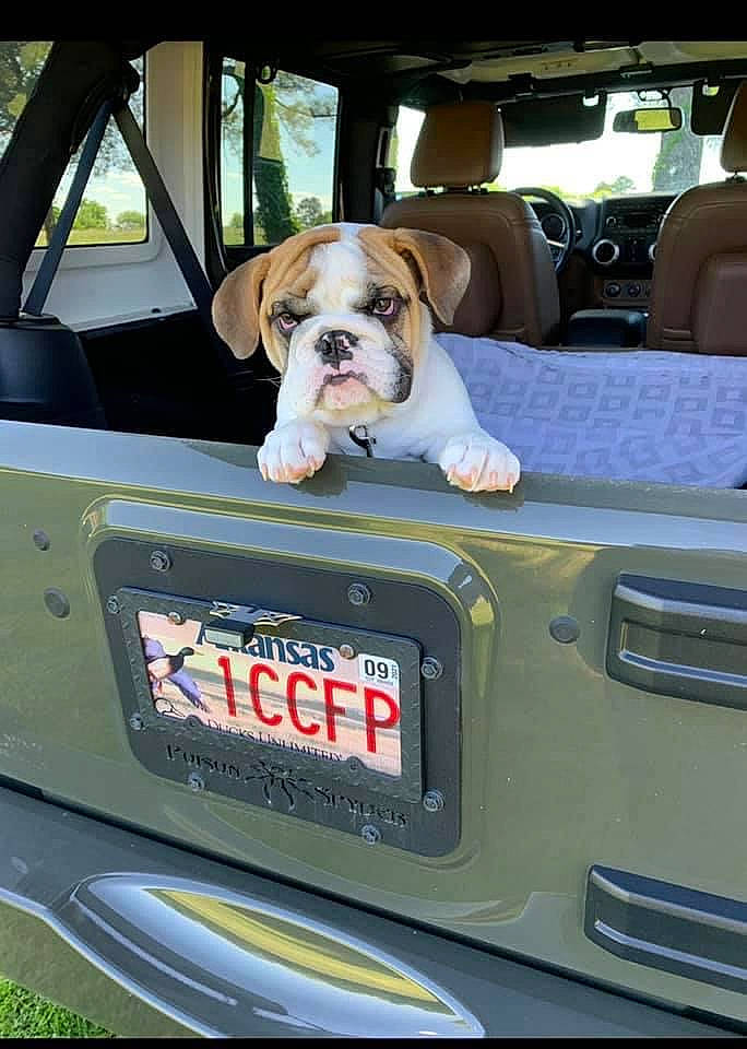 Wrangler is registered to the contest to win money with this photo: auto_part, automotive_design, automotive_exterior, automotive_lighting, automotive_mirror, bulldog, bumper, car, carnivore, companion_dog, dog, dog_breed, fawn, hood, motor_vehicle, snout, sporting_group, vehicle, vehicle_door, window