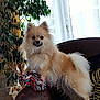 Tina participe au concours pour gagner de l'argent avec cette photo : animal, architecture, building, canine, chair, cockerspaniel, couch, cushion, dog, eskimodog, furniture, homedecor, indoors, interiordesign, livingroom, papillon, pet, plant, pottedplant, puppy