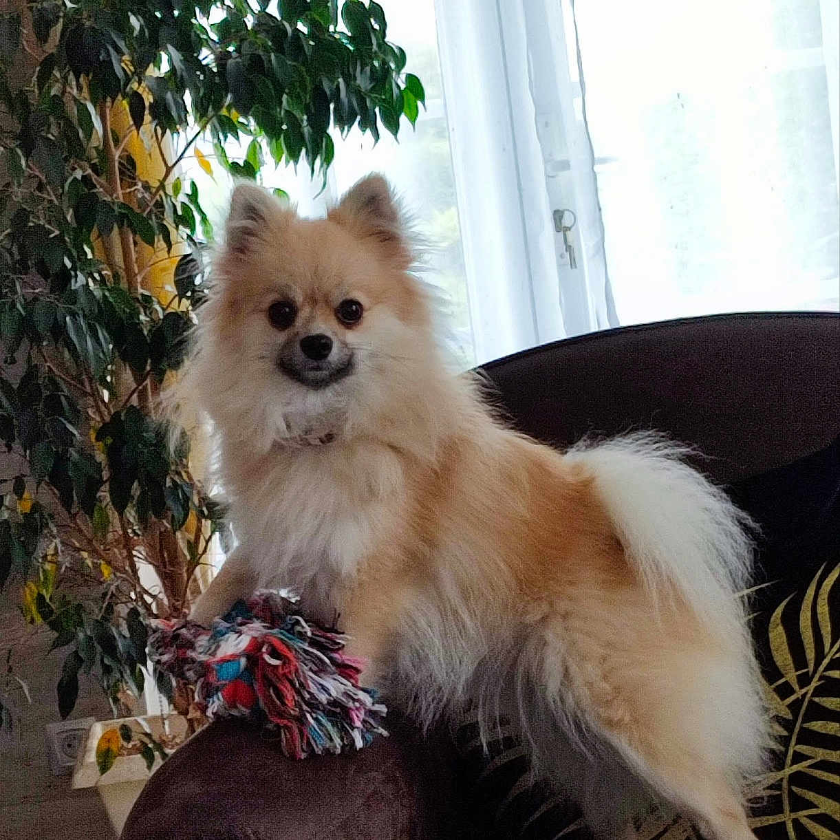 Tina participe au concours pour gagner de l'argent avec cette photo : animal, architecture, building, canine, chair, cockerspaniel, couch, cushion, dog, eskimodog, furniture, homedecor, indoors, interiordesign, livingroom, papillon, pet, plant, pottedplant, puppy