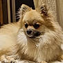 animal, bodypart, canine, chihuahua, cockerspaniel, dog, eskimodog, indoors, interiordesign, mouth, papillon, person, pet, pug, puppy, whitedog