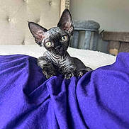 Shiki is registered to the contest to win money with this photo: kitten, cat, hairless_cat, bedroom, purple_blanket, curious, pet, indoor, feline, small, ears, eyes, resting, cozy, cute, animal, young, furless, home, comfort