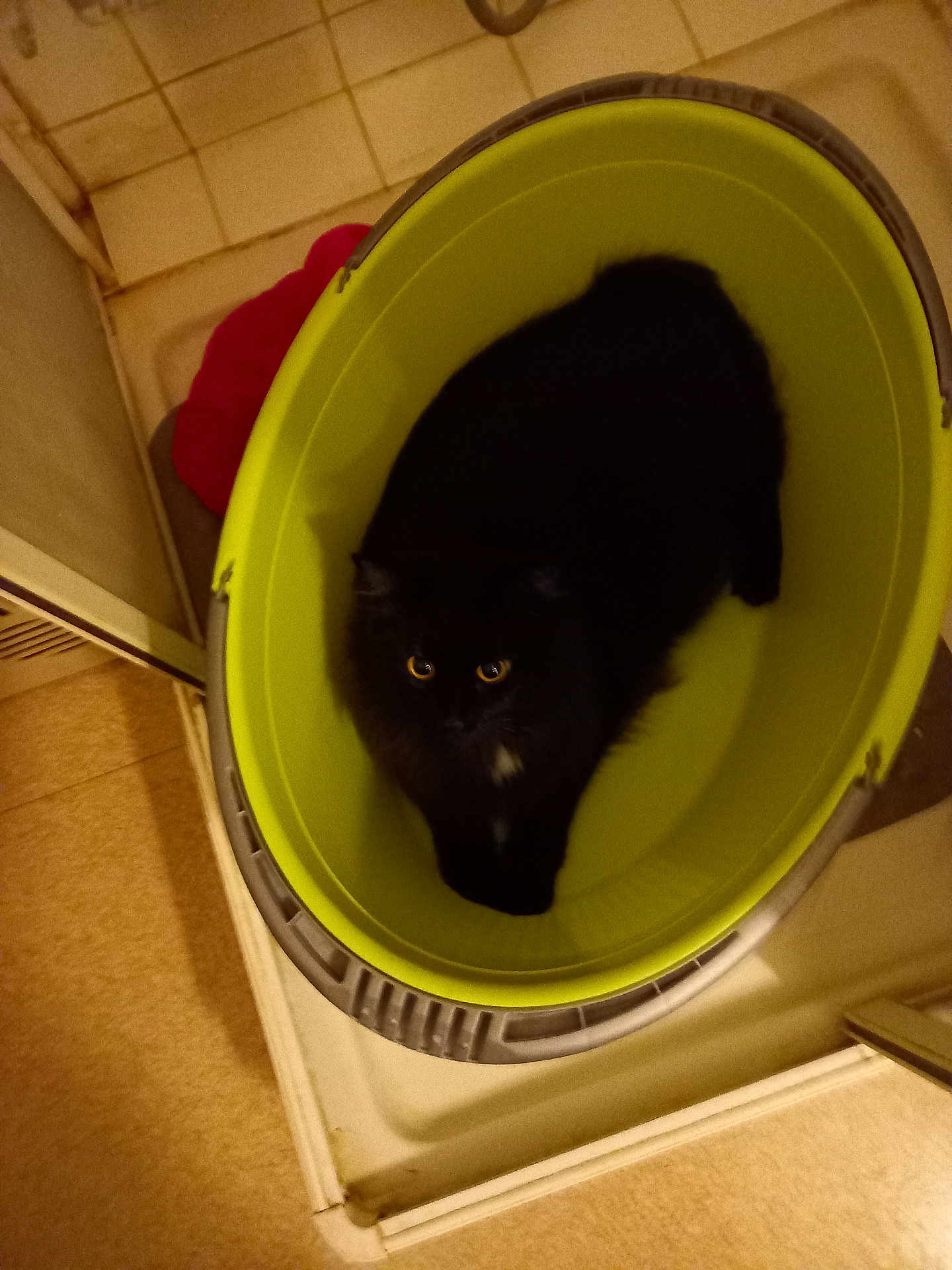 Tygro participe au concours pour gagner de l'argent avec cette photo : animal, basket, black_cat, cat, container, cozy, curious, cute, domestic, eyes, feline, floor, fur, home, household, indoor, looking_up, pet, resting, tile