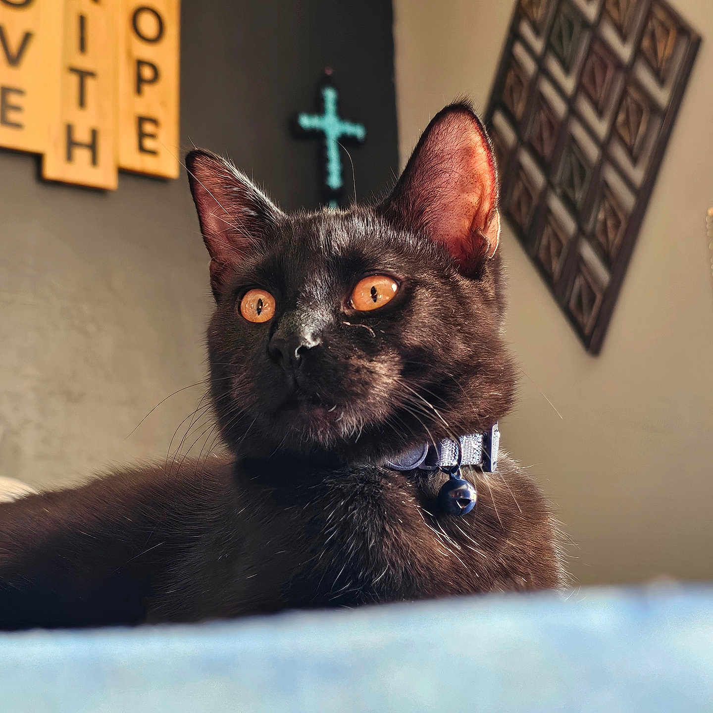 Salem joined the competition — help win amazing prizes! abyssinian, animal, blackcat, cat, cross, egyptiancat, kitten, manx, pet, photoframe, symbol, text