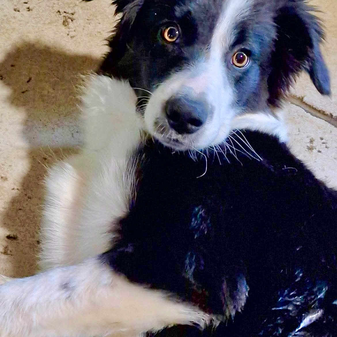Maya participe au concours pour gagner de l'argent avec cette photo : animal, black_and_white, canine, close_up, companion, curious, dog, domestic_animal, ears, eyes, floor, fur, indoors, looking_back, lying_down, mammal, pet, tile, whiskers, young_dog