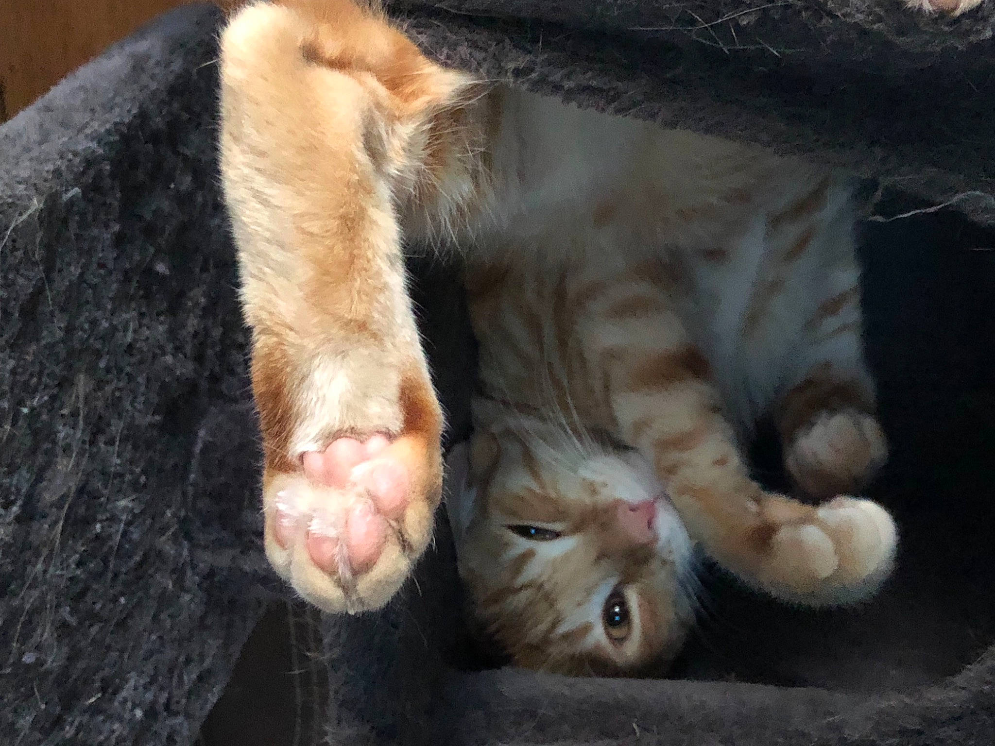 Ross joined the competition — help win amazing prizes! carnivore, cat, claw, close_up, comfort, domestic_short_haired_cat, ear, fawn, felidae, foot, gesture, human_leg, leg, paw, small_to_medium_sized_cats, snout, tail, terrestrial_animal, toe, whiskers