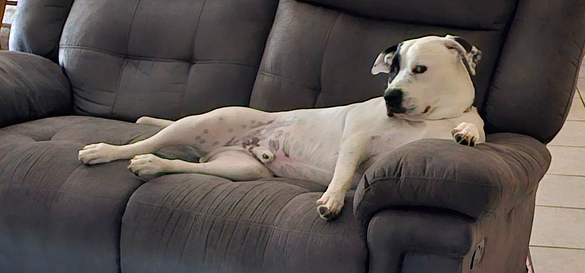 Dexter is registered to the contest to win money with this photo: animal, armchair, boxer, bulldog, canine, chair, couch, dalmatian, dog, furniture, greatdane, hound, pet, pitbull, pointer, puppy