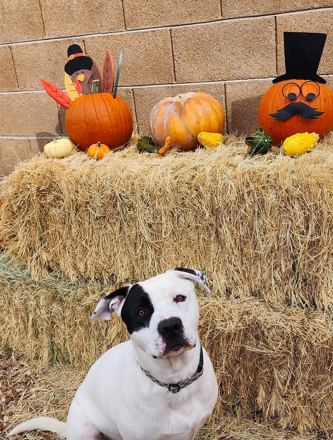 Dexter is registered to the contest to win money with this photo: animal, architecture, building, bulldog, canine, countryside, dog, food, nature, outdoors, pet, plant, pointer, produce, pumpkin, puppy, shelter, squash, straw, vegetable