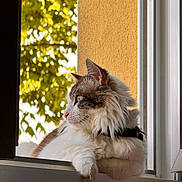 Billy a rejoint le concours — aidez-le/la à gagner de superbes lots ! cat, fluffy, windowsill, window, sunlight, leaf, tree, outdoor, pet, animal, relaxing, feline, white, brown, collar, side_view, nature, domestic, calm, cozy