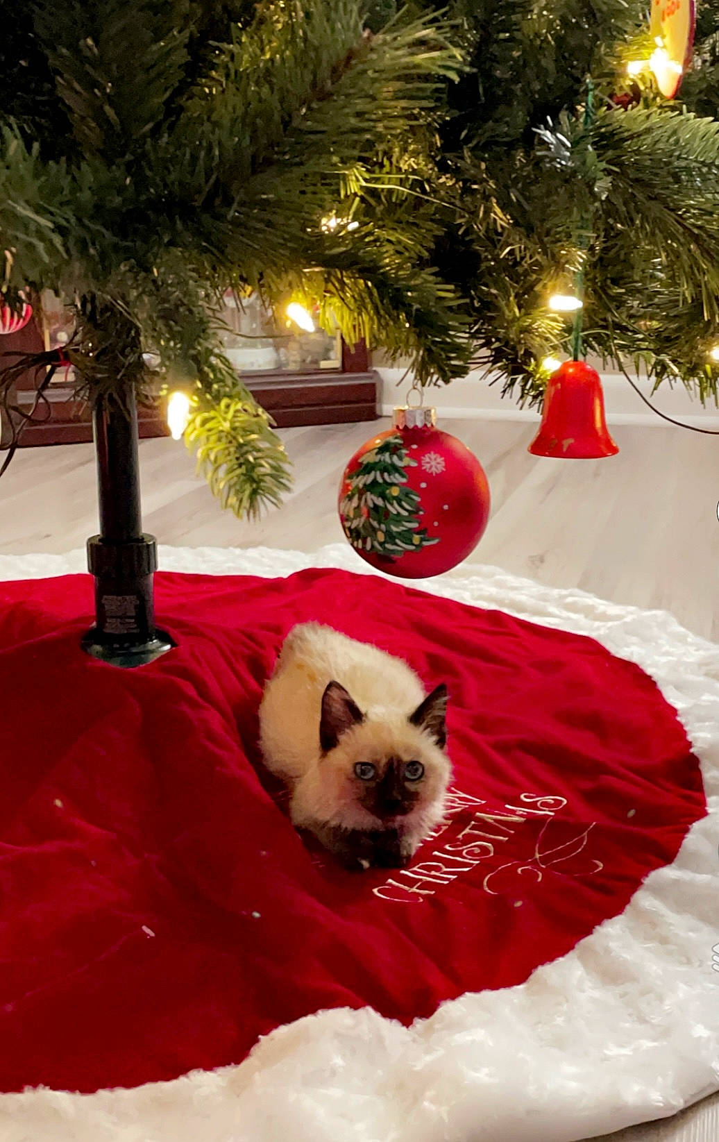 Cali is registered to the contest to win money with this photo: carnivore, cat, christmas, christmas_decoration, christmas_ornament, christmas_tree, decoration, event, evergreen, fawn, felidae, holiday_ornament, light, ornament, plant, small_to_medium_sized_cats, tree, whiskers, white, woody_plant