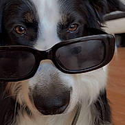 Black participe au concours pour gagner de l'argent avec cette photo : dog, sunglasses, black_and_white, close_up, indoor, pet, canine, fur, eyes, nose, face, portrait, animal, muzzle, ears, whiskers, domestic_animal, cute, funny, accessory