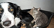 Black a rejoint le concours — aidez-le/la à gagner de superbes lots ! dog, cat, pet_bed, indoor, wooden_floor, black_and_white_dog, grey_cat, animal, domestic, cozy, companions, resting, flooring, curious, tabby_cat, feline, canine, close_up, household, together